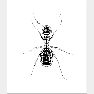 Ant Posters and Art